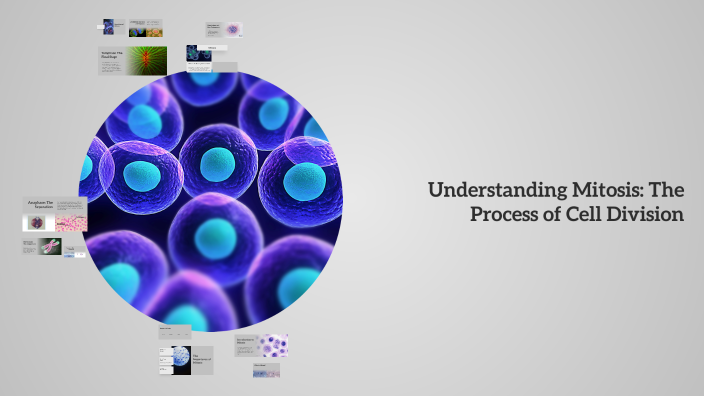 Understanding Mitosis: The Process of Cell Division by Adam Benhassen ...