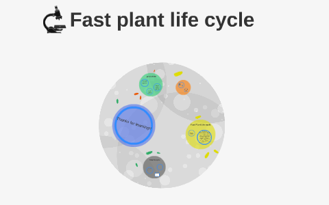 Fast plant life cycle by Jasmine Diaz