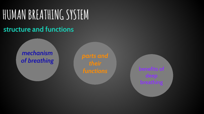 HUMAN BREATHING SYSTEM by jacopo pierri on Prezi