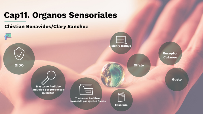 Organos Sensoriales By Clary E Sanchez 3662