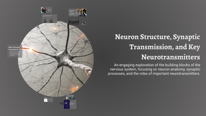 Neuron Structure, Synaptic Transmission, and Key Neurotransmitters by ...