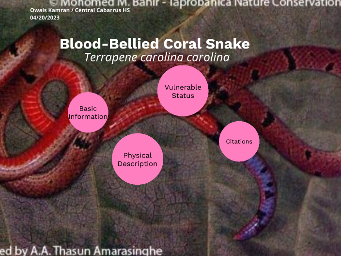 Blood-Bellied Coral Snake by Owais Kamran on Prezi