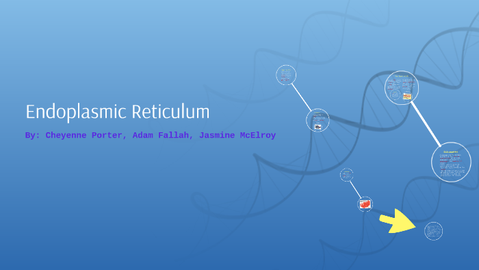 Endoplasmic Reticulum by Cheyenne Porter on Prezi