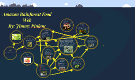 Amazon Rainforest Food Web By Jimmy Pinkow
