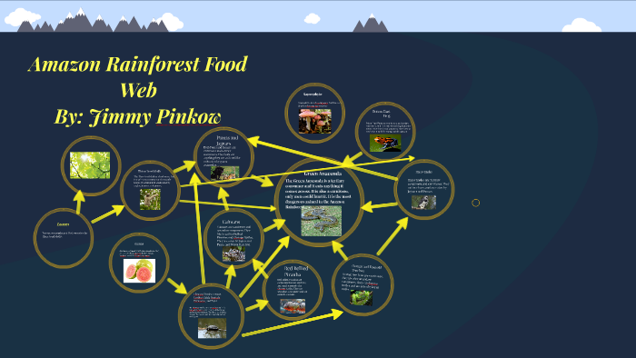 Amazon Rainforest Food Web By Jimmy Pinkow