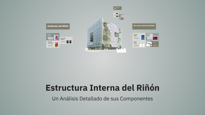 Estructura Interna del Riñón by ana hincapie on Prezi