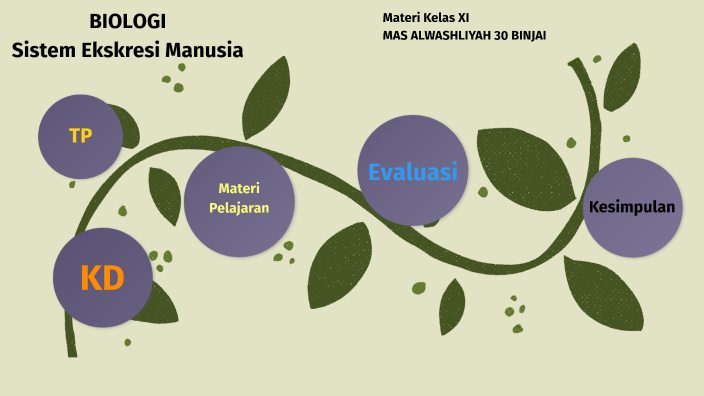 Sistem Ekskresi Manusia By Ummu Rahmatika On Prezi