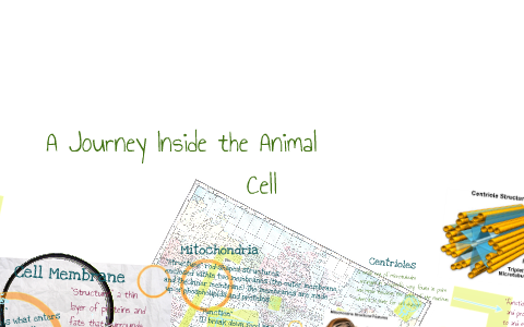 A Journey Inside the Animal Cell by Roslynn Powell on Prezi