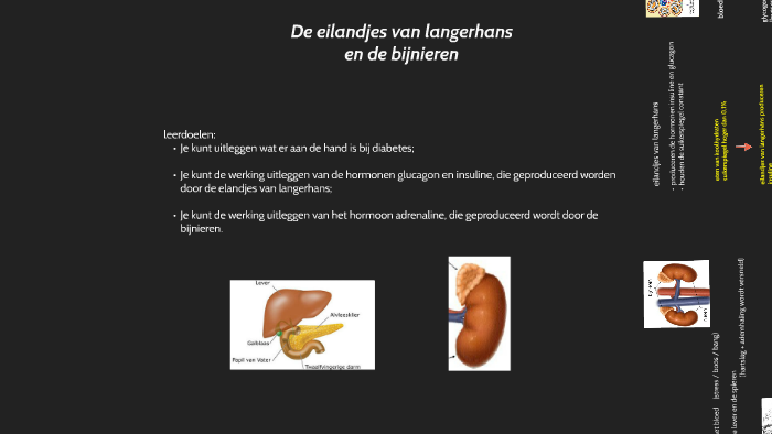 de eilandjes van langerhans en de bijnieren by Amanda Selling on Prezi