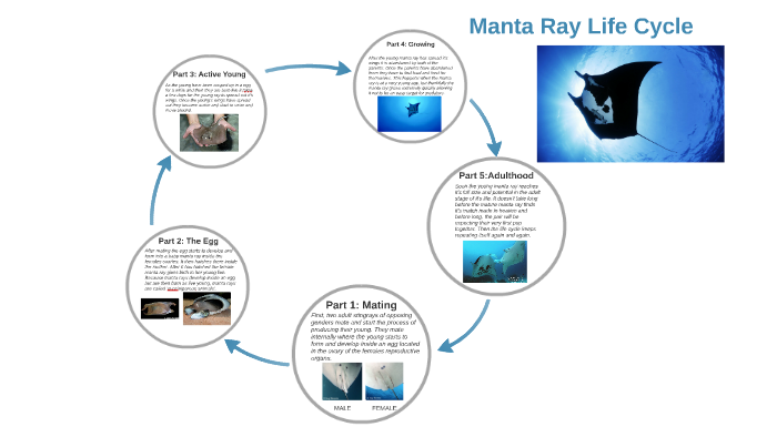 Manta Ray Life Cycle By Ebony Wagenaer