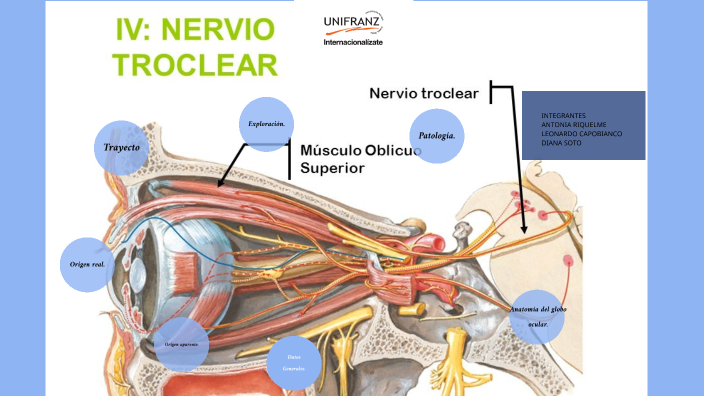 nervio troclear unifranz by DIANA NICOLE SOTO BRAVO on Prezi