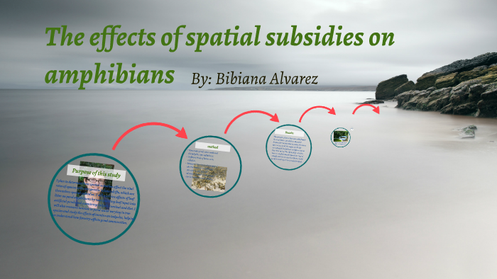 The effects of spatial subsidies on amphibians by bibiana alvarez on Prezi