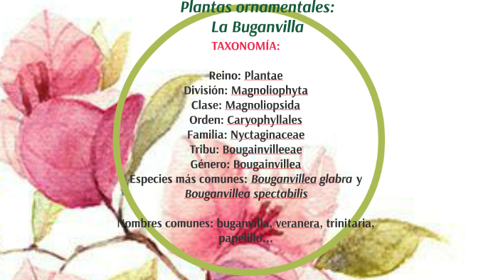 Plantas ornamentales: La Buganvilla by Olga García Ruiz on Prezi Next