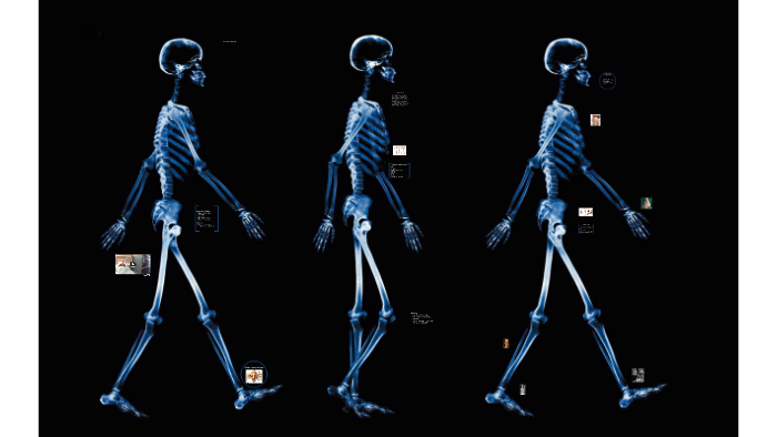 The Skeletal System by on Prezi
