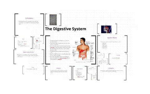 The Digestive System by Tiffany Puppo on Prezi