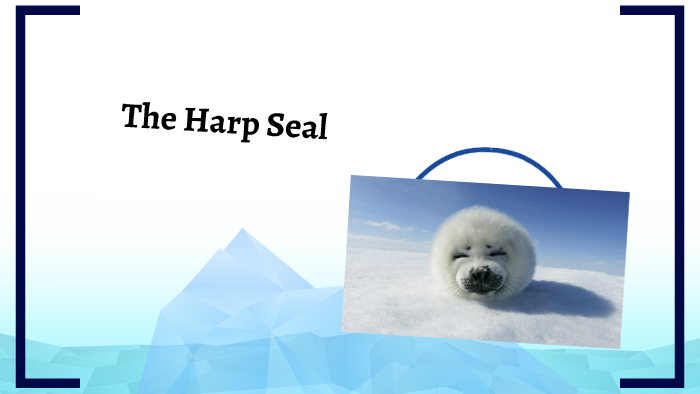 Climate adaptations of a Harp Seal by selaam mebrahtu