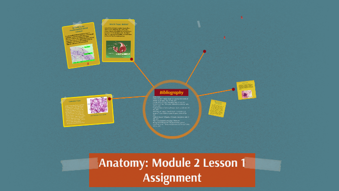 Anatomy: Module 2 Lesson 1 Assignment by Caroline Brooks on Prezi