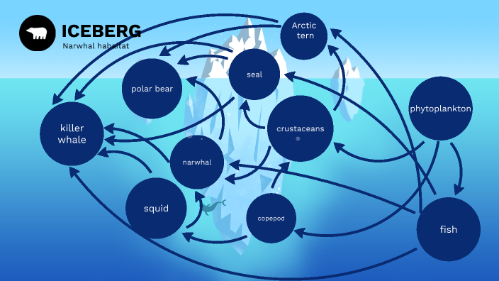 Narwhal food web by Larry Wright on Prezi Biology Diagrams