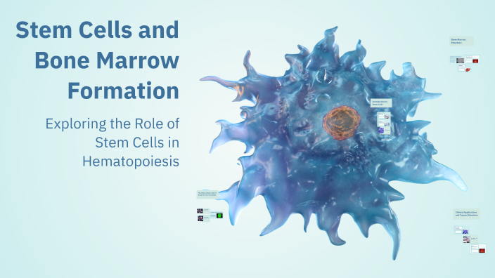 Stem Cells and Bone Marrow Formation by Omid Rza on Prezi