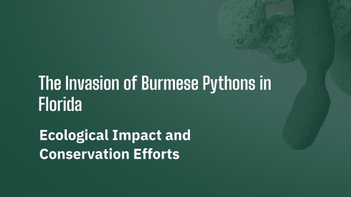 The Invasion of Burmese Pythons in Florida by Jack Dicconson on Prezi