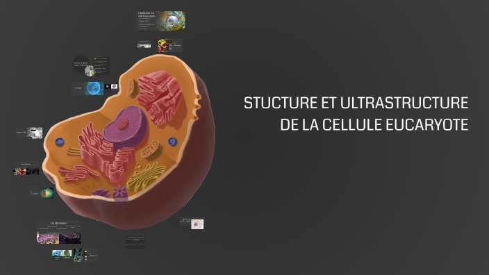 Cellules Kb Structure et ultrastructure de la cellule eucaryote by PUILLET Béryl on ...
