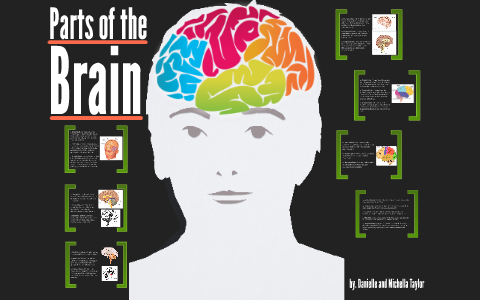 Parts of the Brain and their functions by Michella Taylor on Prezi