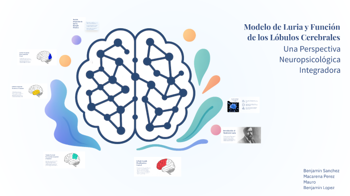 Modelo de Luria y Función de los Lóbulos Cerebrales by Mak uu on Prezi