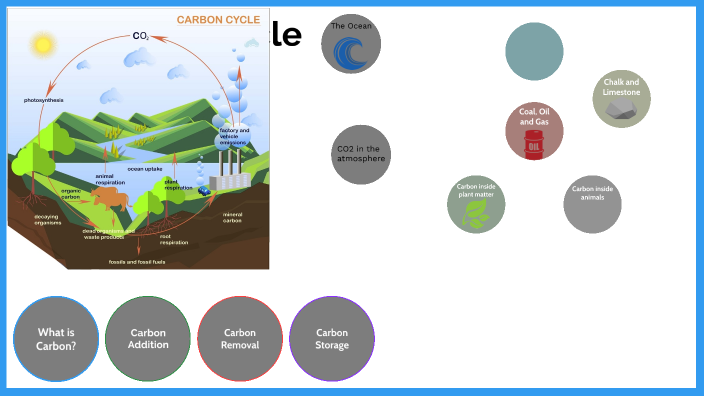 The Carbon Cycle by Megan Norman on Prezi