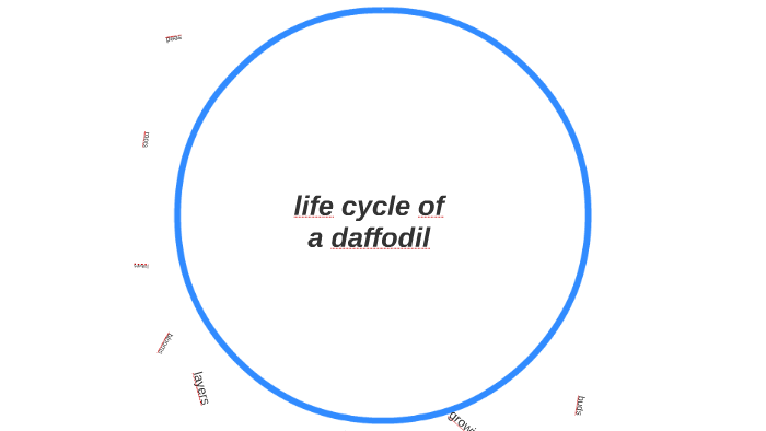 Life Cycle Of A Daffodil By Zyan By Ajw Johnson On Prezi Next 