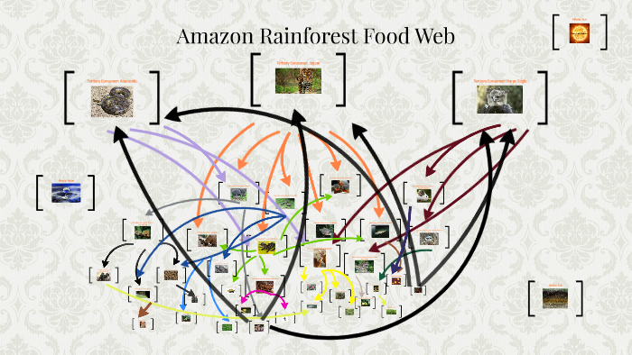 Amazon Rainforest Food Web By Sofia Tischler