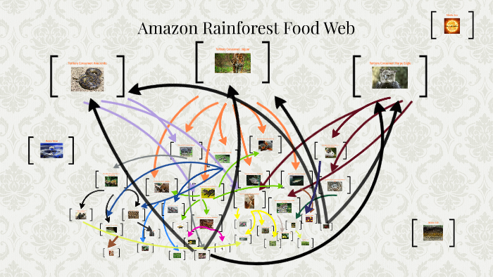 Amazon Rainforest Food Web Exploring Nature Education - vrogue.co