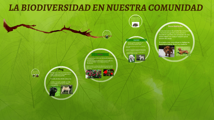 LA BIODIVERSIDAD EN NUESTRA COMUNIDAD By Diana Tovar On Prezi