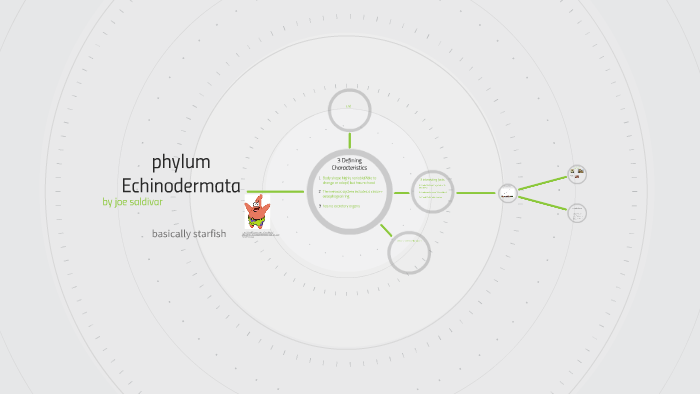 phylum Echinodermata by joe saldivar on Prezi