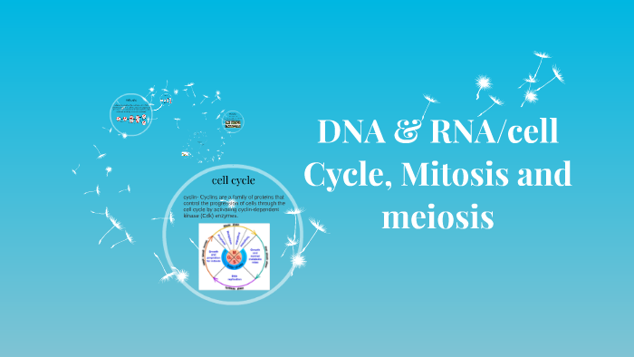DNA & RNA/cell cycle, mitosis and meiosis by bobby perea on Prezi