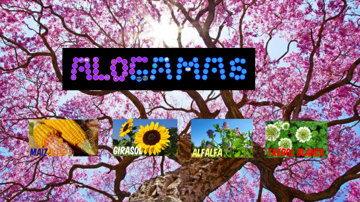 Alogamas