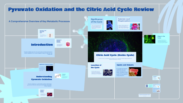 Pyruvate Oxidation and the Citric Acid Cycle Review by Siyuan Liu on Prezi