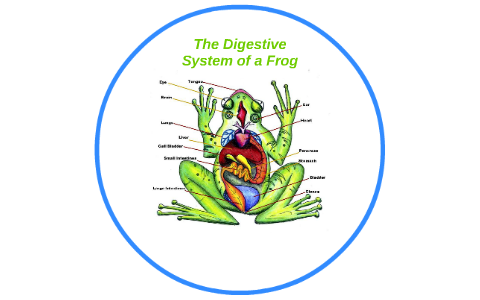 digestive system of a frog