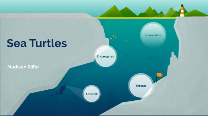 Sea Turtles by madison riffle on Prezi