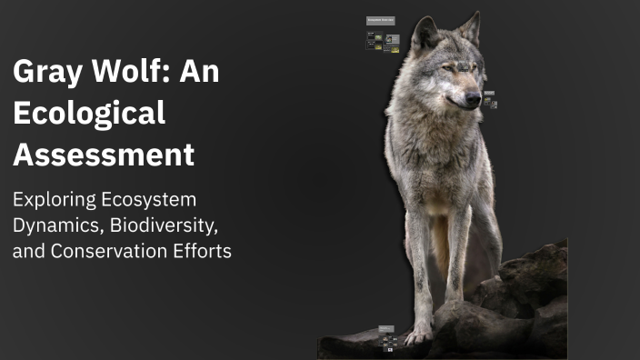 Wolves Research Gray Wolf: An Ecological Assessment by Yavis Manning on Prezi