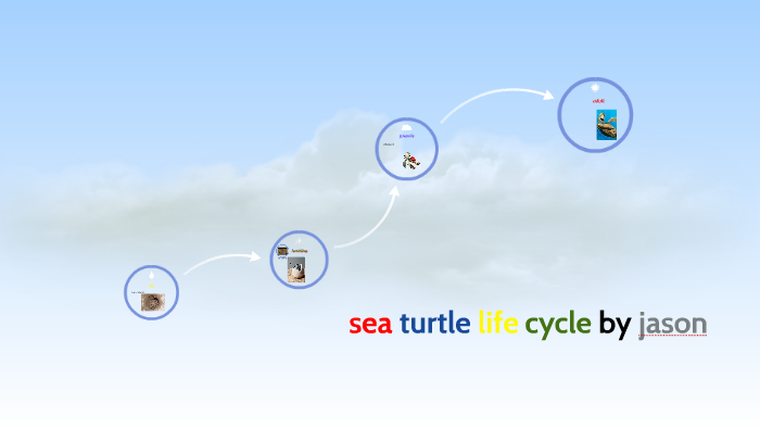 sea turtle life cycle by jason by Ashleigh Swanson on Prezi