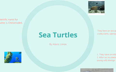 Sea Turtles by Alexis Limon on Prezi