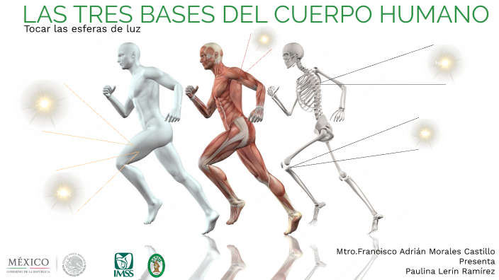 LAS TRES BASES DEL CUERPO HUMANO By Paulina Lerin On Prezi las-tres-bases-del-cuerpo-humano-by-paulina-lerin-on-prezi