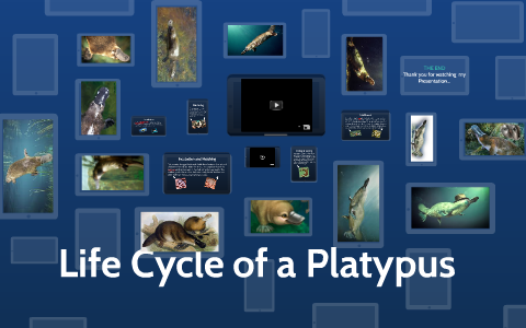 Life Cycle of a Platypus by Ritz Garg on Prezi Next