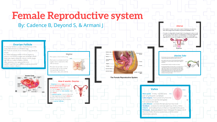 Female Reproductive system by Cadence Blake on Prezi