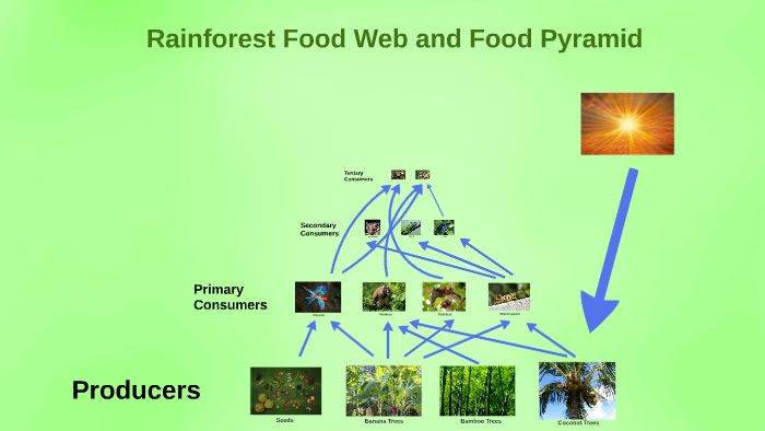 tropical rainforest biome food pyramid