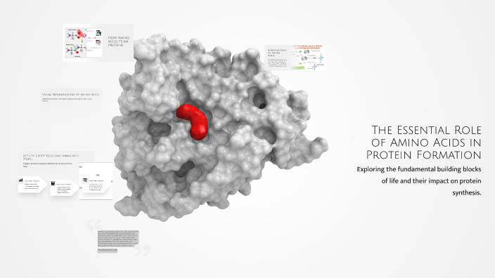 The Essential Role of Amino Acids in Protein Formation by Brianna ...