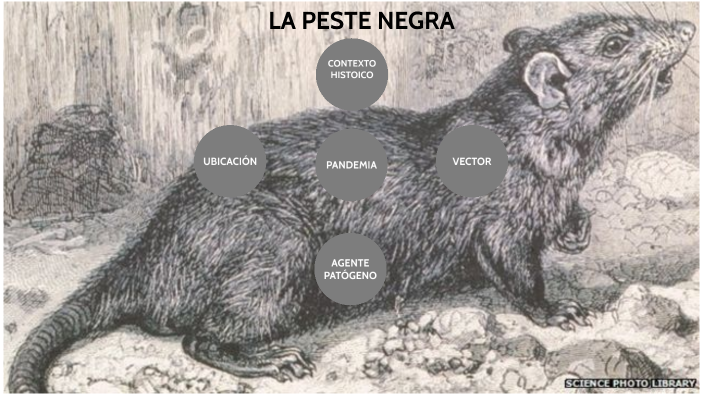 la apeste negra by Jose Emanuel Diaz on Prezi
