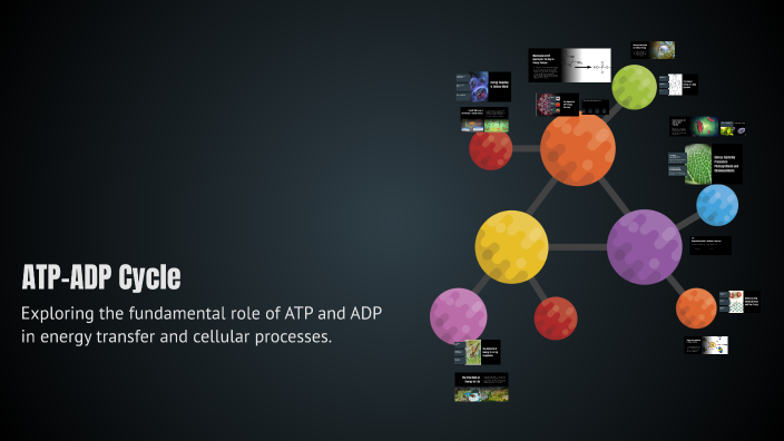 ATP-ADP Cycle by Aldrin Kerby Acosta on Prezi