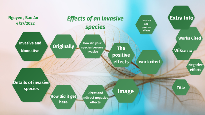 Effects Of An Invasive Species By Bao An Nguyen On Prezi