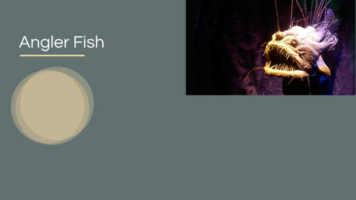 Demonstration Angler Fish by Villy 228 on Prezi